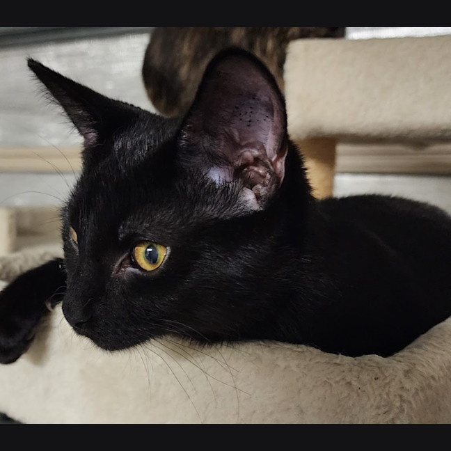 Photo of Nova