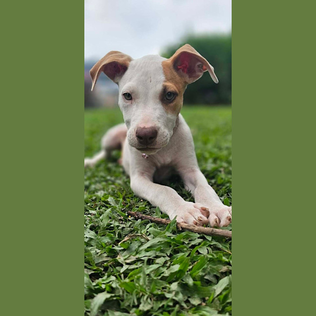 Photo of Inka