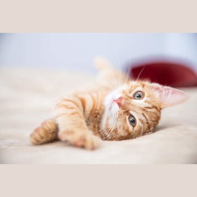 Photo of Jasper