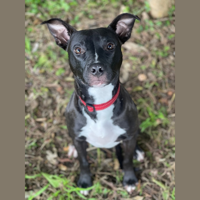 Photo of Hickory