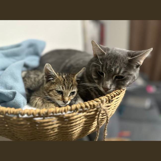 Photo of Astro The Grey Tabby