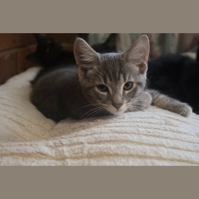 Photo of Mouse
