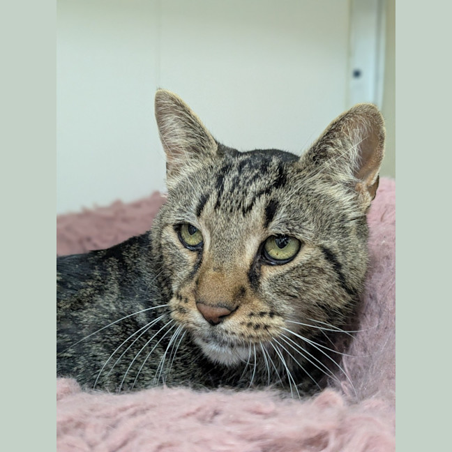 Photo of 🚆 Thomas 5953 🚆