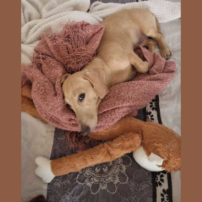 Photo of Archie