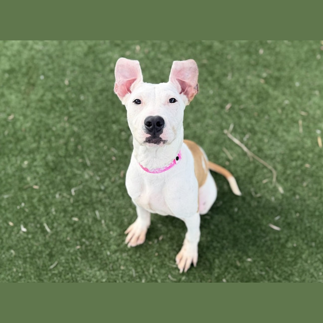 Photo of Peach Imp 448