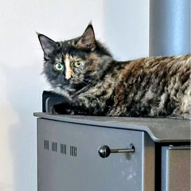 Photo of Stella
