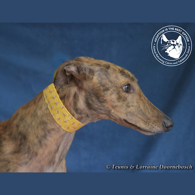 Photo of Mambo (Fingers Arrawarra)