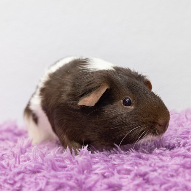 Photo of Ninja