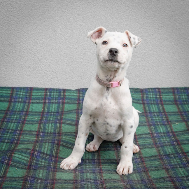 Photo of Stella