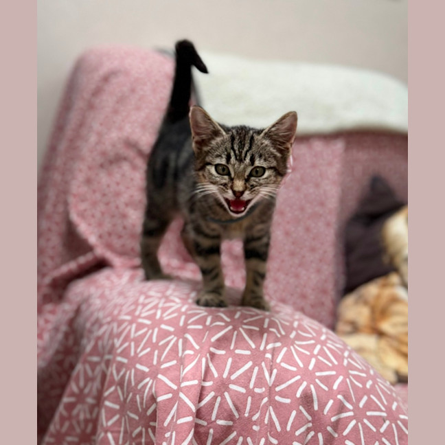 Photo of Squeak (9229)