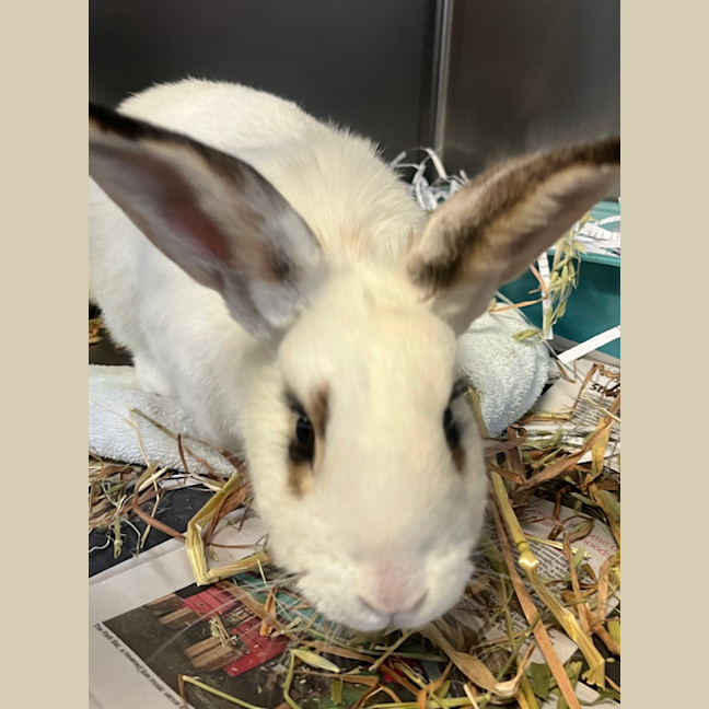 Photo of Rabunzel (Daisy)