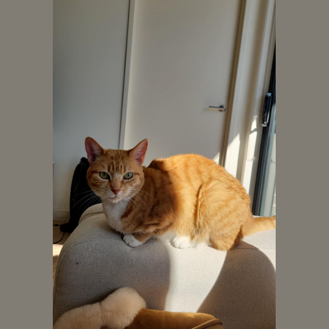 Photo of Goldie