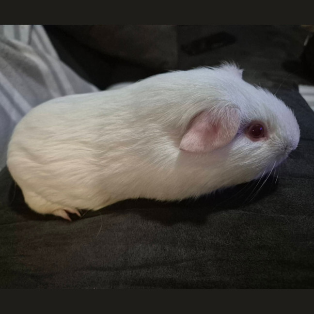 Photo of Cotton