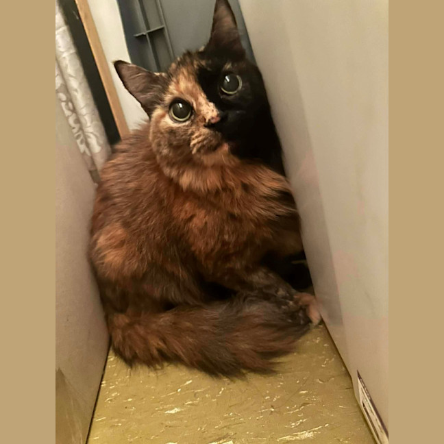 Photo of Savanna