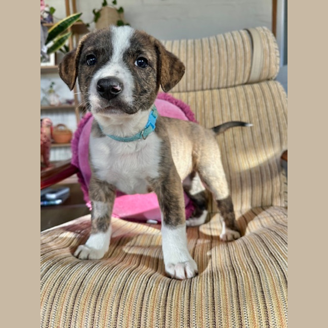 Photo of Buzzer