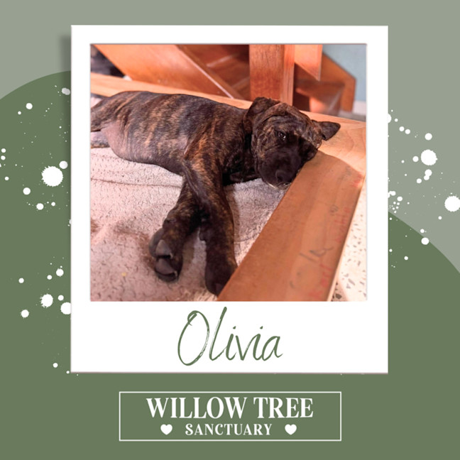 Photo of Olivia