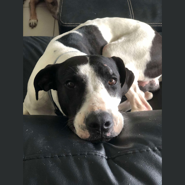 Photo of Koda
