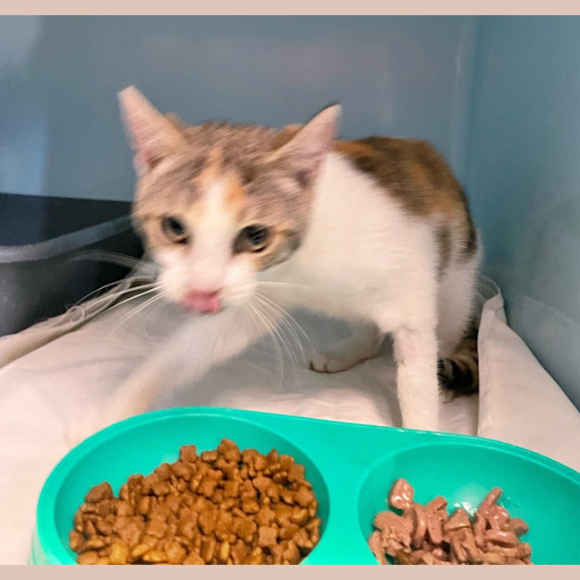 Photo of Daisy Nibbles