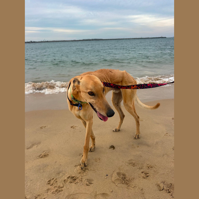 Photo of Nikoli   6 Year Old Greyhound