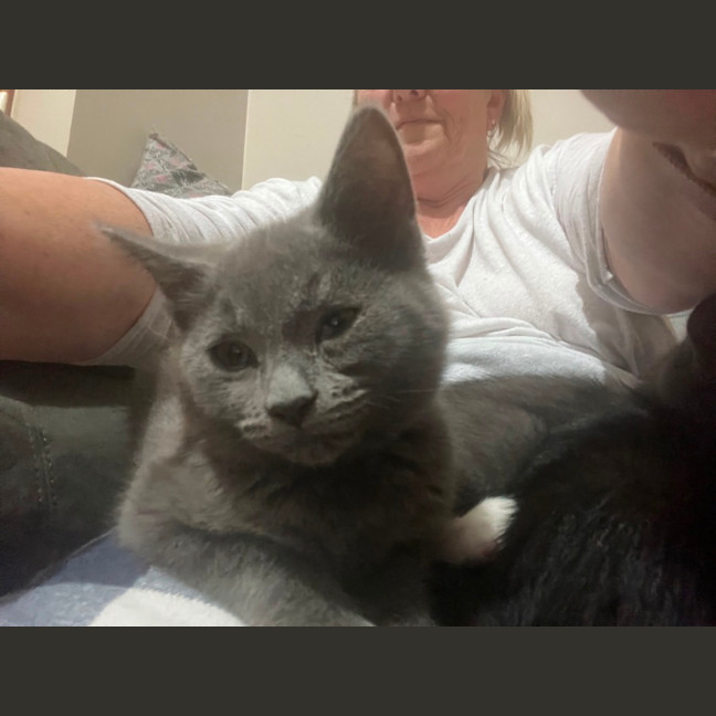 Photo of Tonka ** 2nd Chance Cat Rescue**