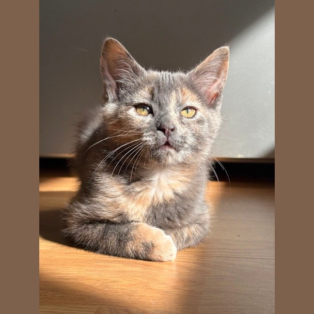 Photo of Kuromi