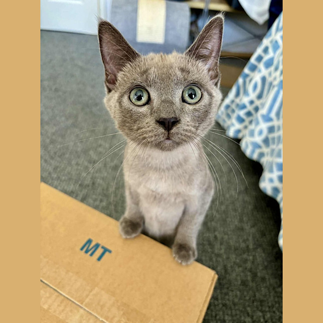 Photo of Meowscarada 