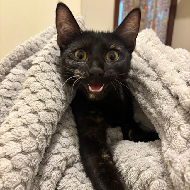 Photo of Mystic