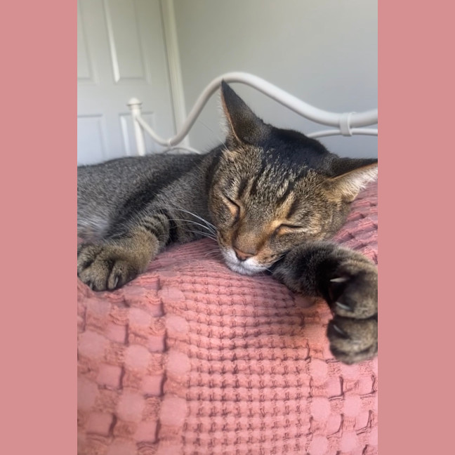 Photo of Oscar