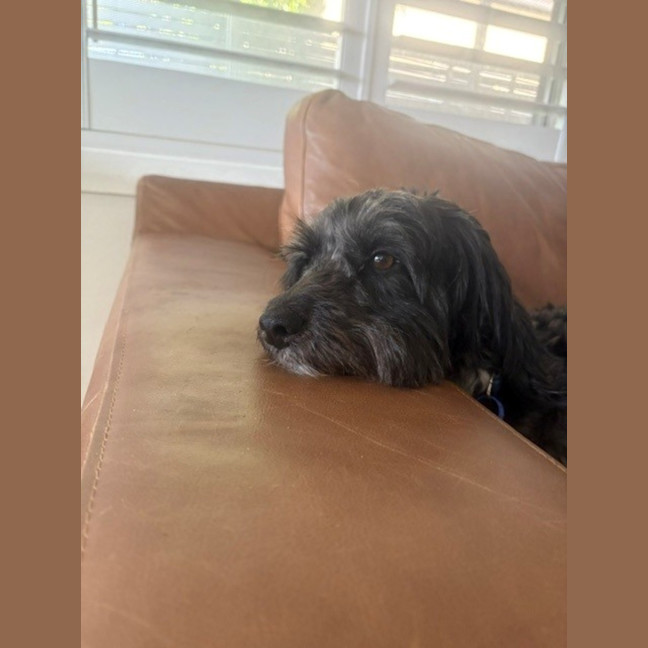 Photo of Cooper   3 Year Old Border Collie X Toy Poodle