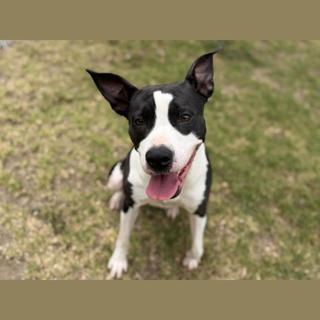 Photo of Stitch Imp 2767