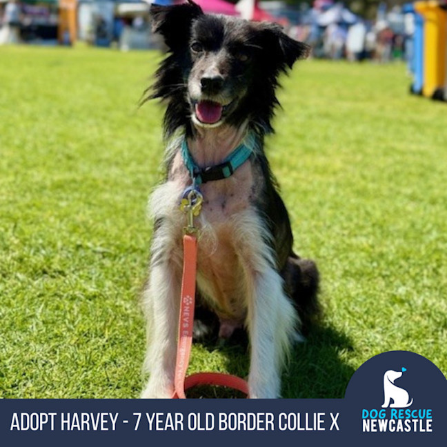 Photo of Harvey   7 Year Old Border Collie X Sheltie