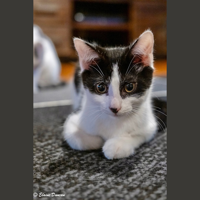 Photo of Batman