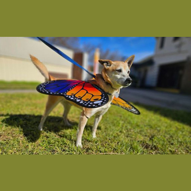 Photo of Lucky