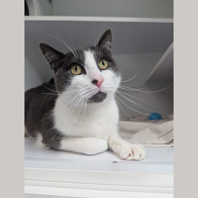 Photo of Oliver 