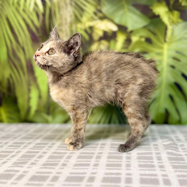 Photo of Cottontail   Located In Preston 