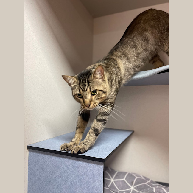 Photo of Tiger