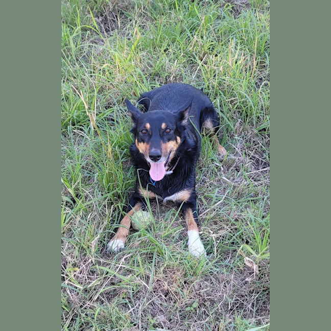 Photo of Layla *$350 Adoption Fee*