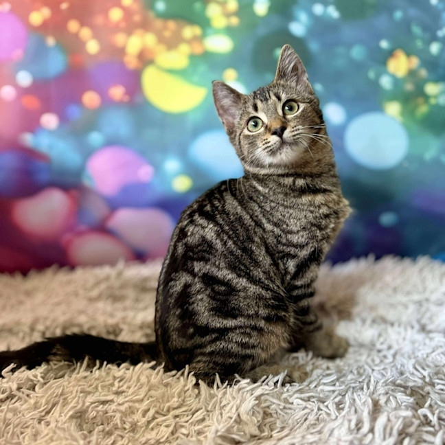 Photo of Victoria (Located In Eltham North) 