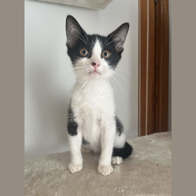 Photo of Macchiato   Now At Pet Quarters Glendale