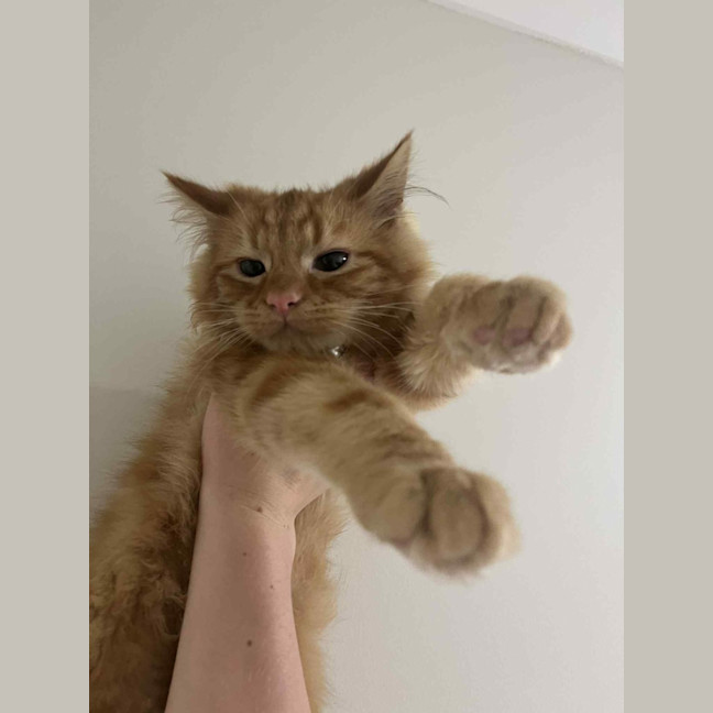 Photo of Simba   In Foster Care In Pakenham