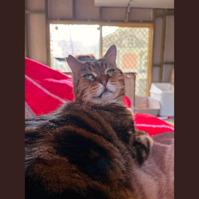Photo of Charlie Boy