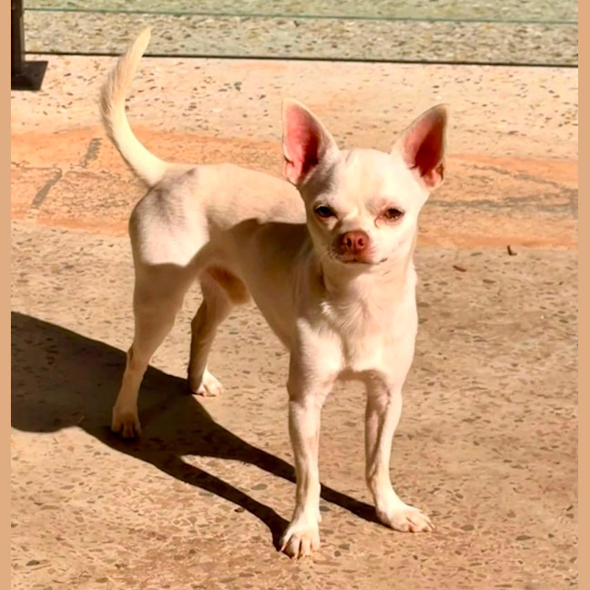 Photo of Chino
