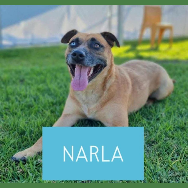 Photo of Narla