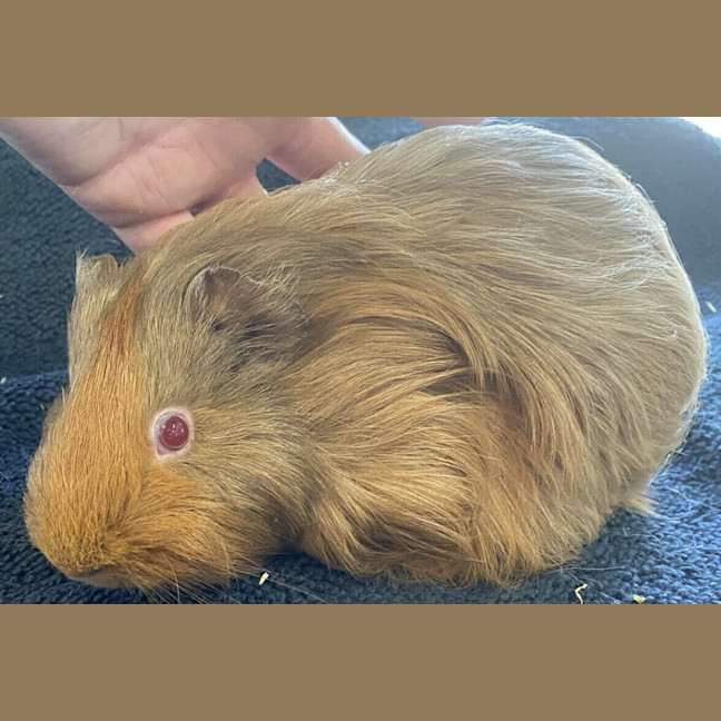 Photo of Brioche (Bonded To Bagel)