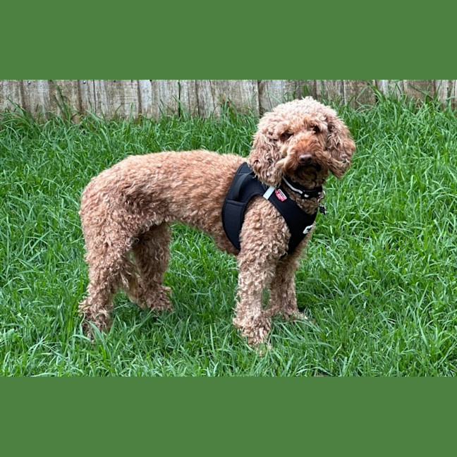 Photo of Maggie 