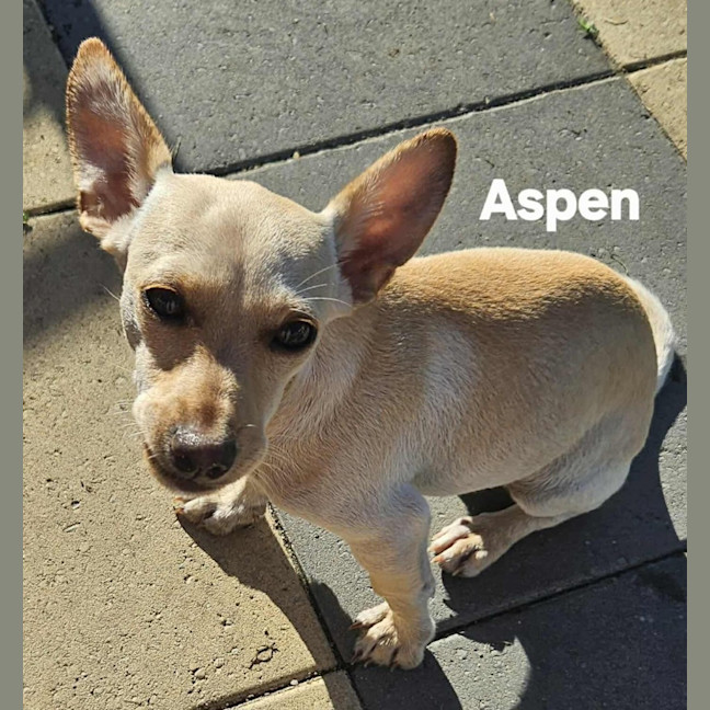 Photo of Aspen