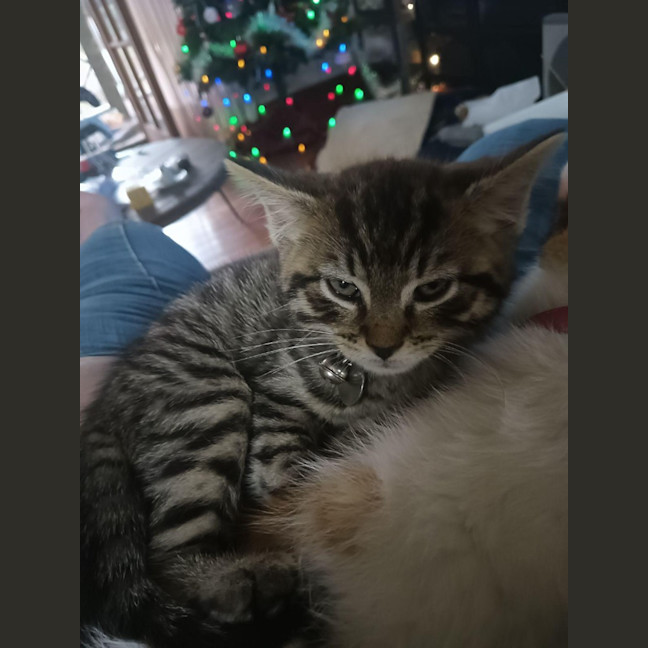 Photo of Chairman Meow