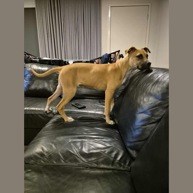 Photo of Lola