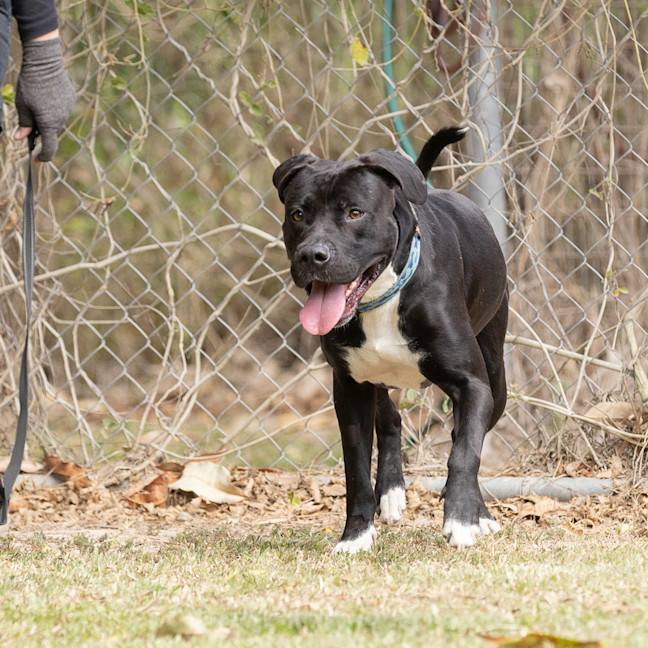 Photo of Taz