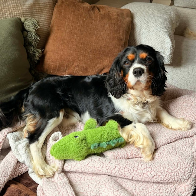 Photo of Lucky